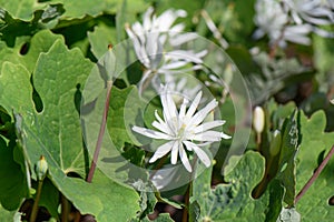 Flowering Bloodroot Sanguinaria canadensis Star, white inflorescence photo